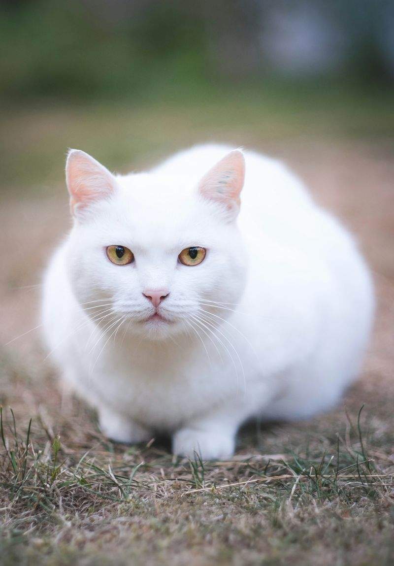 春の模様替えで見直したい、猫が安心できるお部屋づくり