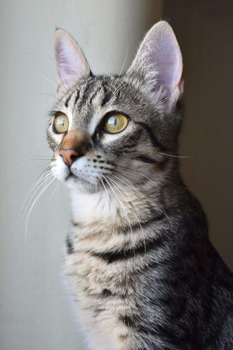初めての方にもおすすめ、猫グッズ選びで意識したいポイント